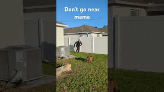 Puppy Saves Mom From Home Intruder Happy Halloween [upl. by Lin8]