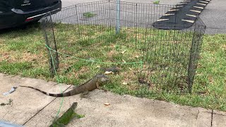 Luring iguanas with Fish Then Trapping Them Florida iguana Hunting [upl. by Uohk]