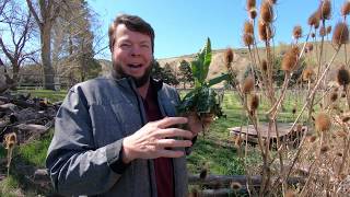 Teasel is Tremendous Medicine Quick Herbal Overview [upl. by Baun]