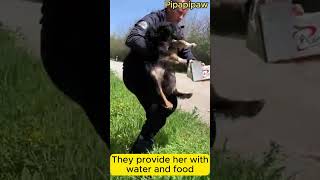 Heartwarming Rescue of Abandoned Mother Dog and Newborn Puppies shortvideo rescue dogrescue dog [upl. by Ayot]