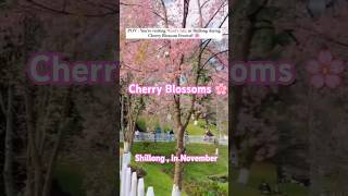 Cherry Blossoms Festival  Shillong Meghalaya Northeast India [upl. by Ribaudo]