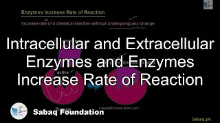 Intracellular and Extracellular Enzymes and Enzymes Increase Rate of Reaction Biology  Sabaqpk [upl. by Merridie709]