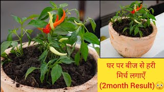 हरी मिर्च का पौधा बीज से घर पर ऐसे उगाएँ।गमले में हरी मिर्च उगाएं।How to Grow Chilli at Home😳😳 [upl. by Nizam]