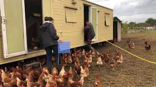 🐓 Les Poulaillers Mobiles de la Ferme de Pibot [upl. by Schroder875]