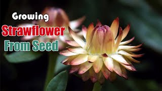 How To Grow Strawflowers From Seed [upl. by Anitel]