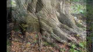 Roots of the Cedar Trees [upl. by Jopa264]