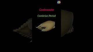 Cambroraster  A Cambrian Arthropod [upl. by Tergram]