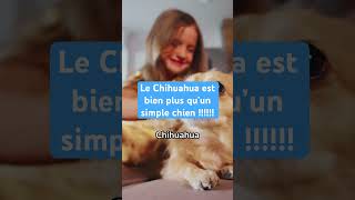 Le Chihuahua est bien plus qu’un simple chien [upl. by Reiss]