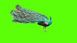 Peacock Dance green screen Saturday 22 October 2022 [upl. by Rimhsak]