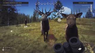 I Survied a Elk Stampede Way of the Hunter [upl. by Inait777]