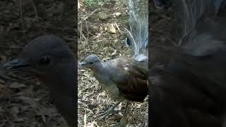 Superb Lyrebird Calls with Stunning Mimicry and Extraordinary Vocal Abilities [upl. by Analle]