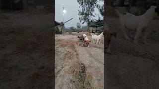 Cute puppy barking🐕🐕funny puppy cutepuppybarking trending youtubeshorts [upl. by Irmine]