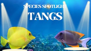 All about the Most popular TANG species for your Reef Tank  Species Spotlight Series 3 [upl. by Rednasela]