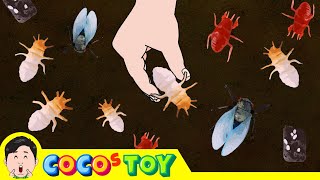 Lets raise cicada larvae in my flower pot｜Insect names for children｜CoCosToy [upl. by Drida441]