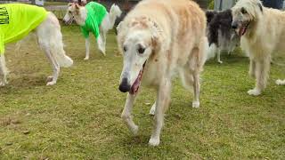 Borzoi and Irish wolfhound and Border collie HELLO FRIENDS [upl. by Suoivatram541]