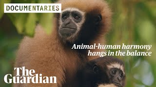 Guardians of the Gibbons can India save its only ape species from extinction [upl. by Bullough]