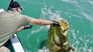 PROHIBITED Goliath Grouper Harvest CatchCleanCook [upl. by Kamin]