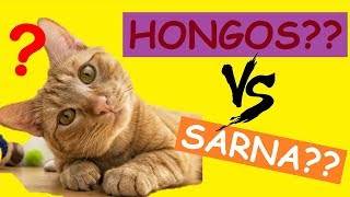 COMO CURAR A MI GATO DE SARNA Y HONGOS [upl. by Alansen]