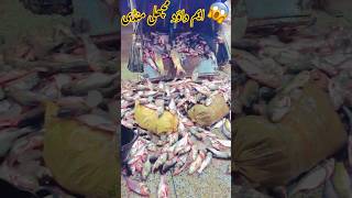 SARDAR Imran haider khan MAHOORA M DAWOOD FISH MANDI FATEH JANG  mandlafishshop fish fishing [upl. by Aliehs]