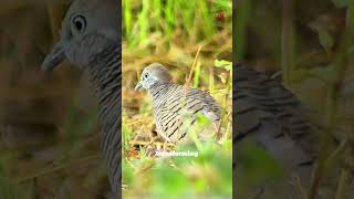 wild turtle doves are often seen in the countryside birds nature animal [upl. by Eyahc823]