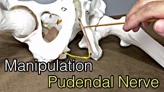 How to do neural manipulation for pudendal nerve English [upl. by Chobot]