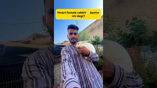 Hmari female rabbit🐇bache nhi degi😕 petlover minivlog rabbit rabbitfarming viralshort [upl. by Enyamrahs]