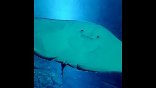 Big Ray seen from Nausicaa Tunnel shorts [upl. by Mcginnis]