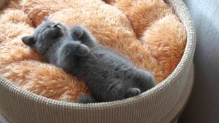 British Shorthair Cattery Amazing AishaPL LUIVICIA [upl. by Nylesaj652]