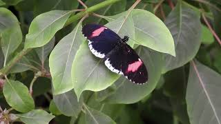 BUTTERFLY PAVILION COLORADO  The Postman Butterfly and similar butterflies [upl. by Kcirred415]