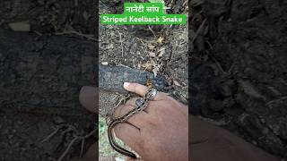 Striped Keelback Snake Release नानेटी snake RescuerAmarjeetGurung [upl. by Livia432]