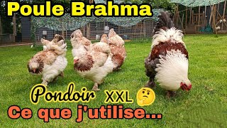 Quel pondoir pour des poules Brahma [upl. by Bills]