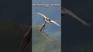 Golden eagle vs Harpy eagles goldeneagle harpyeagle trending viral animals youtubeshorts fyp [upl. by Anytsyrk]