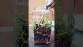 How to Make a Closed Terrarium [upl. by Jarrid714]