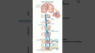 Corticospinal Tract shorts [upl. by Season]