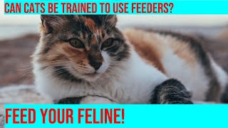 Train Your Cat to Use an Automatic Feeder Portion Control Made Easy [upl. by Yettie]