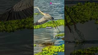 Découvrez la majestueuse Grande Aigrette [upl. by Saks]