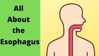 All about the Esophagus [upl. by Iddet]