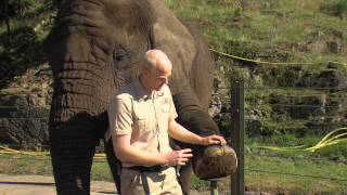 Day in the Life of an Elephant Keeper  West Midland Safari Park [upl. by Gnohc]