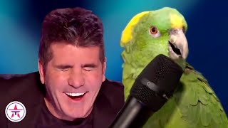 10 FUNNIEST Animal Auditions EVER On Got Talent [upl. by Acinnej]