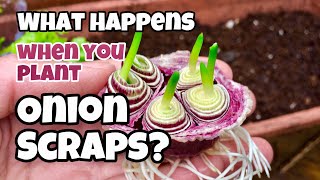 How to grow green onions in the kitchen 2 easy ways [upl. by Eihpos249]