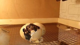 Hens Egg Hatching Have you ever seen a Chicken Hatch [upl. by Wein981]