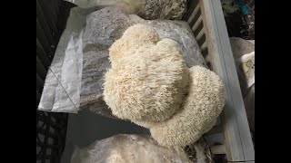 Mushroom Biology and Fungal Genetics [upl. by Marra270]