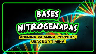 ✅ BASES NITROGENADAS🧬 ADENINA GUANINA CITOSINA TIMINA y URACILO [upl. by Ariamoy578]