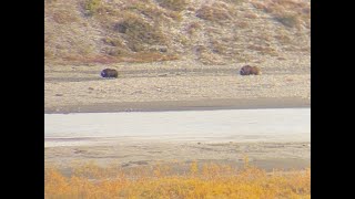 Alaska Grizzly chasing a Muskox [upl. by Noek]