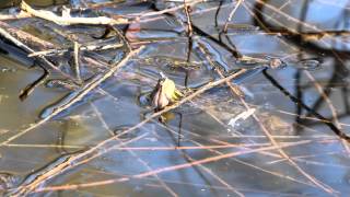 Western Chorus Frog calling [upl. by Nivan]