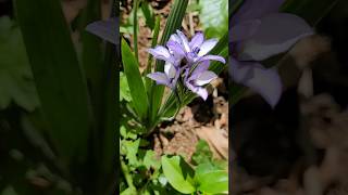 🤩💜 Babiana ou Flor de Veludo babiana flordeveludo primavera achado floreslindas [upl. by Alacim]