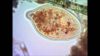 Инфузория туфелька под микроскопом under microscope [upl. by Eizus830]