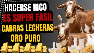 El negocio más rentable criar cabras lecheras [upl. by Yesnikcm]