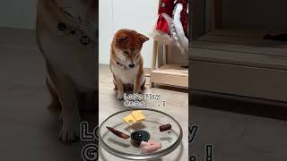 Lets Play a Game  shorts youtubeshorts shortvideo foryou dogs dogshorts [upl. by Jard]