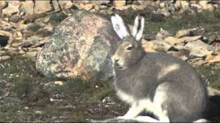 Nunavut Wildlife [upl. by Gianna]